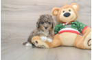 Cute Mini Goldendoodle Baby