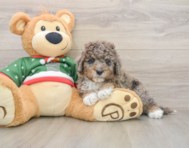 5 week old Mini Goldendoodle Puppy For Sale - Simply Southern Pups