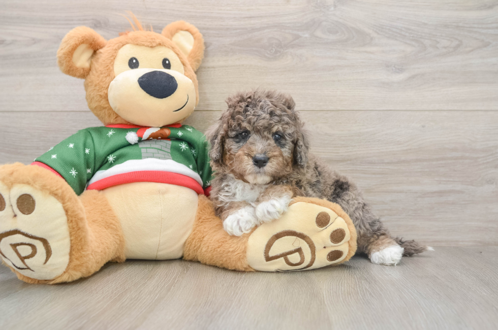 5 week old Mini Goldendoodle Puppy For Sale - Simply Southern Pups