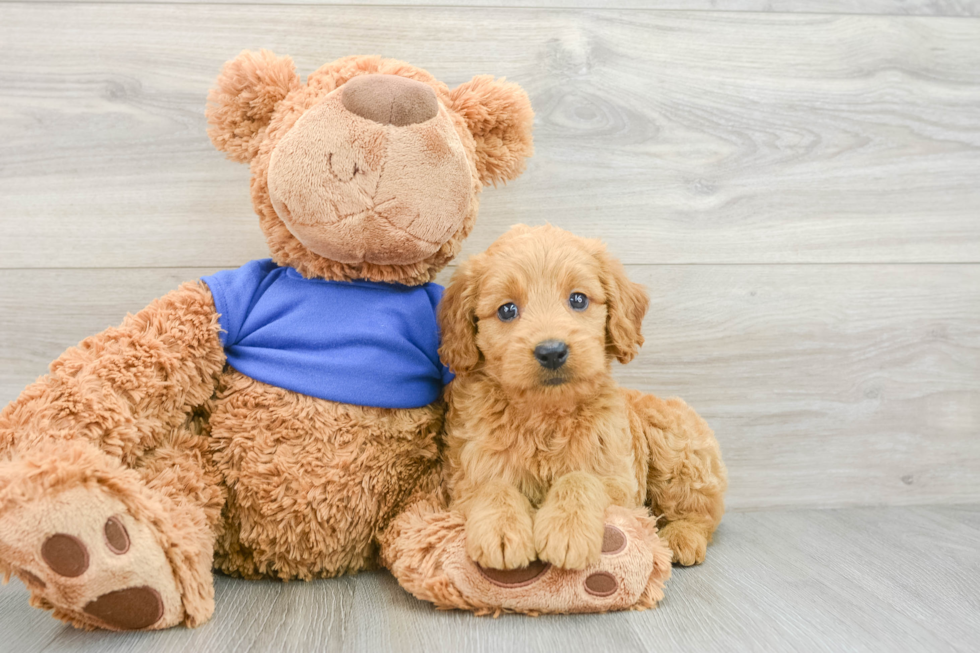 Little Mini Goldenpoo Poodle Mix Puppy