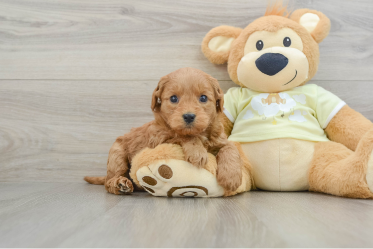 Best Mini Goldendoodle Baby