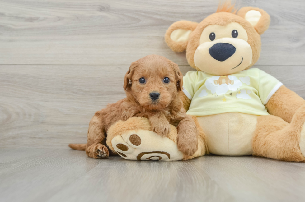 5 week old Mini Goldendoodle Puppy For Sale - Simply Southern Pups