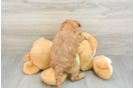 Mini Goldendoodle Puppy for Adoption