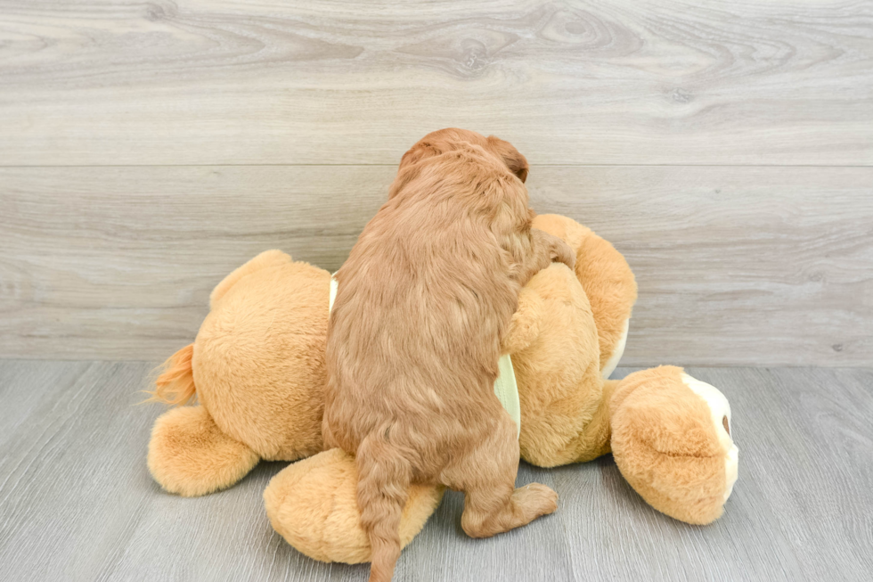 Mini Goldendoodle Puppy for Adoption