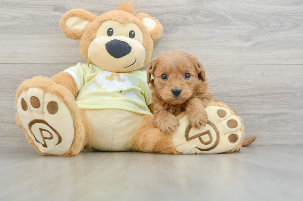 Best Mini Goldendoodle Baby