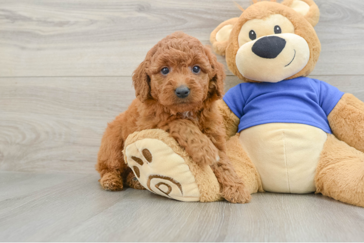 Adorable Golden Retriever Poodle Mix Poodle Mix Puppy