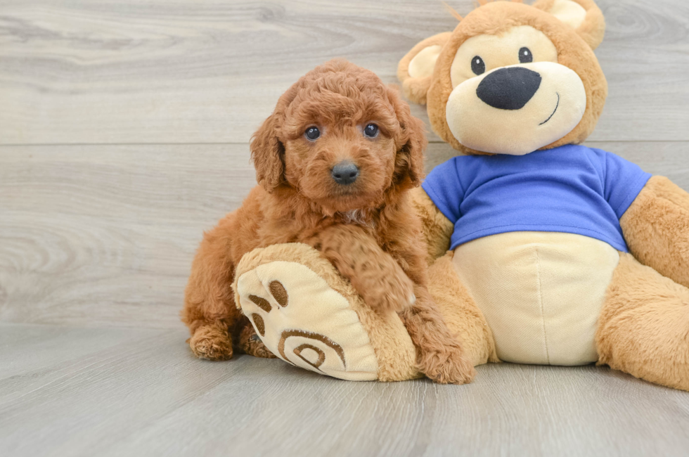 5 week old Mini Goldendoodle Puppy For Sale - Simply Southern Pups