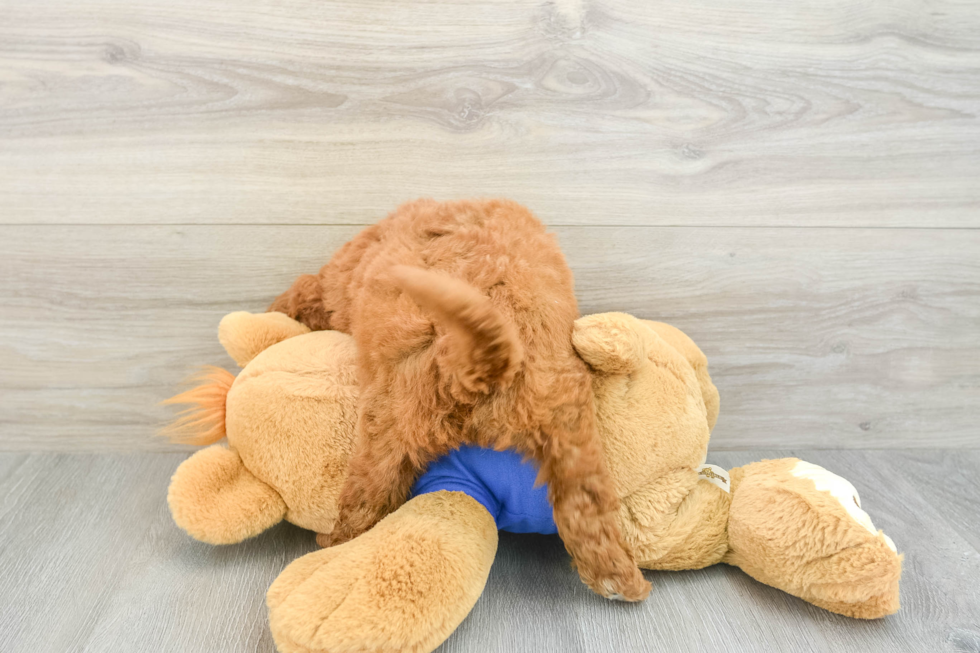 Mini Goldendoodle Pup Being Cute