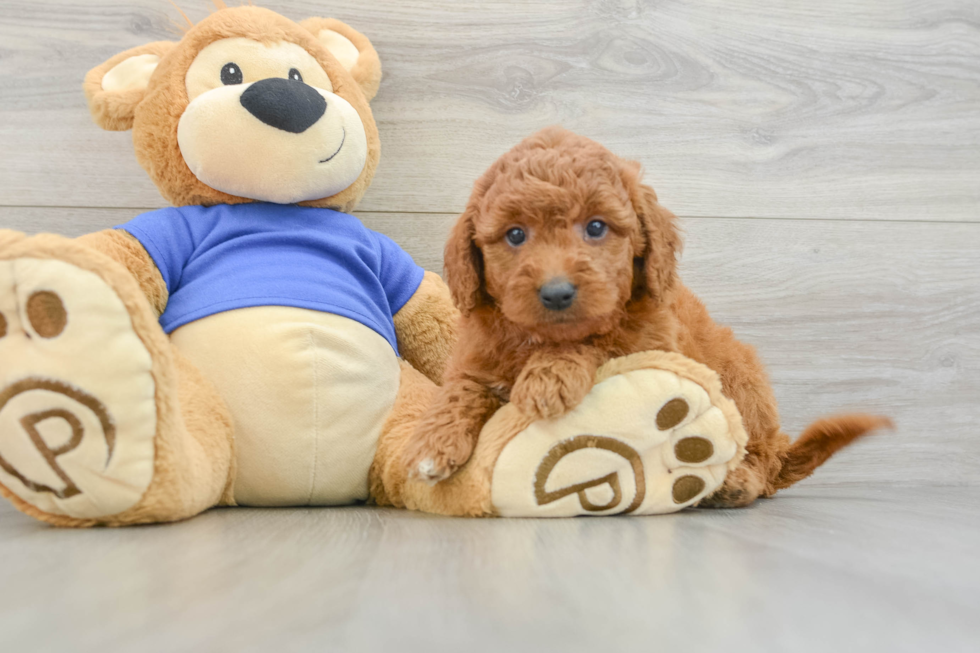 Mini Goldendoodle Puppy for Adoption