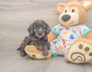 7 week old Mini Goldendoodle Puppy For Sale - Simply Southern Pups