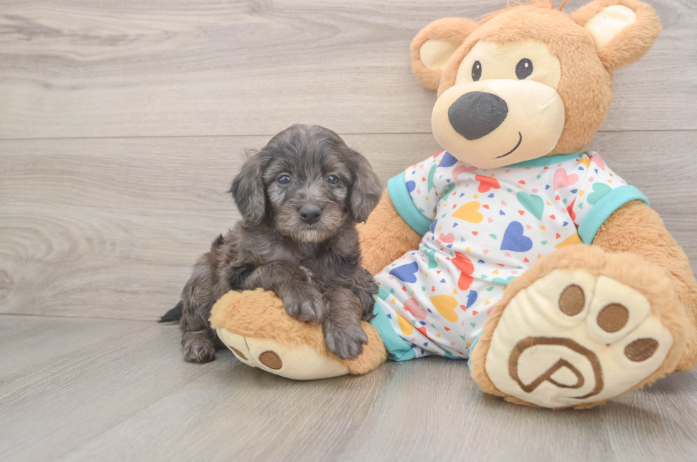 5 week old Mini Goldendoodle Puppy For Sale - Simply Southern Pups