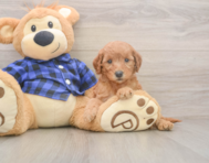 6 week old Mini Goldendoodle Puppy For Sale - Simply Southern Pups