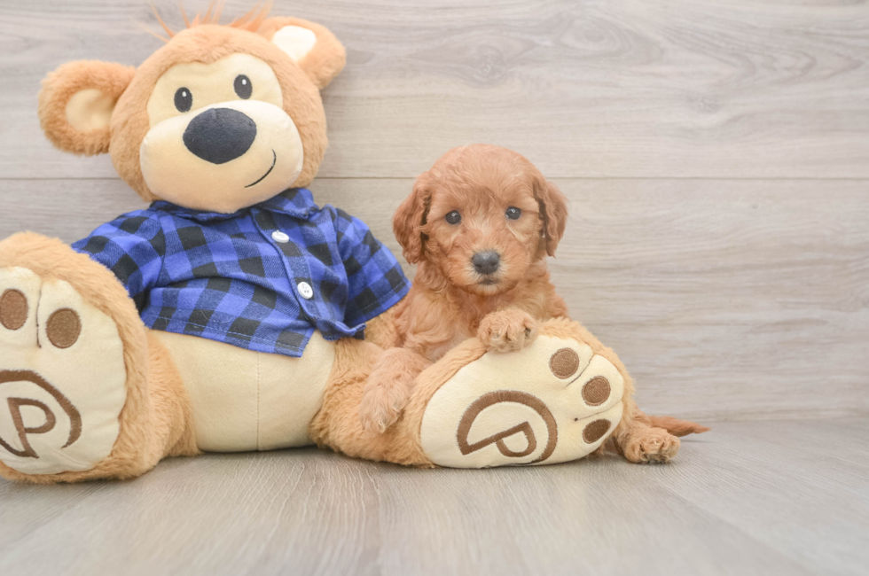 5 week old Mini Goldendoodle Puppy For Sale - Simply Southern Pups