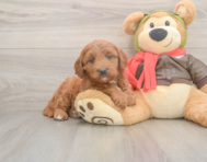 6 week old Mini Goldendoodle Puppy For Sale - Simply Southern Pups