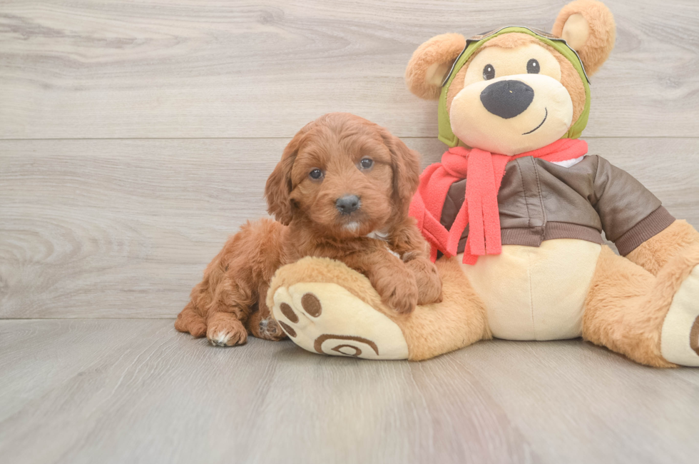 5 week old Mini Goldendoodle Puppy For Sale - Simply Southern Pups