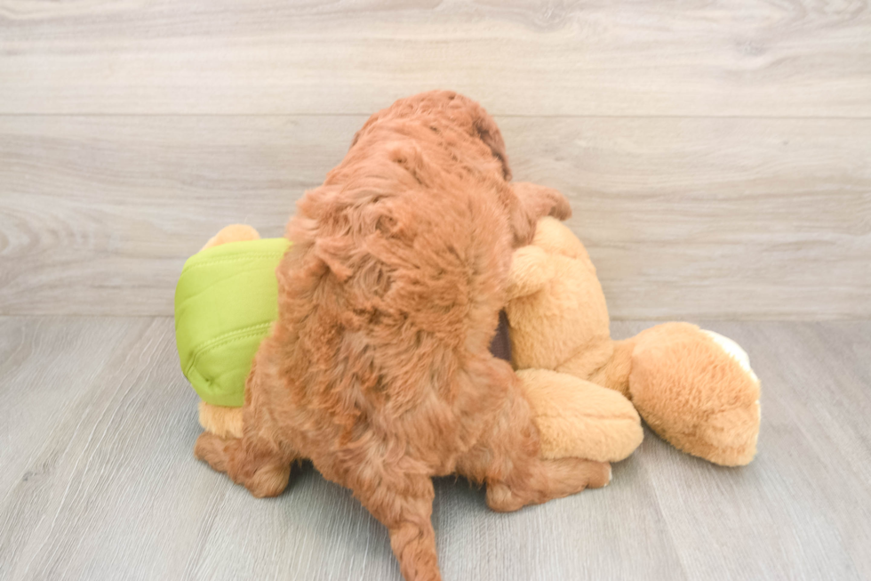 Best Mini Goldendoodle Baby