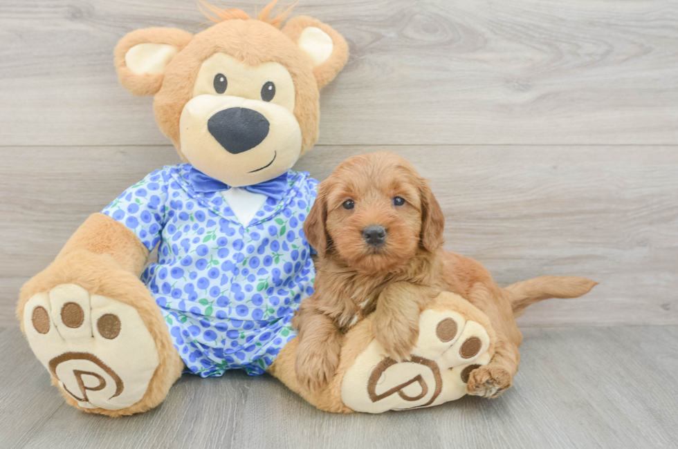 6 week old Mini Goldendoodle Puppy For Sale - Simply Southern Pups