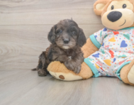 7 week old Mini Goldendoodle Puppy For Sale - Simply Southern Pups