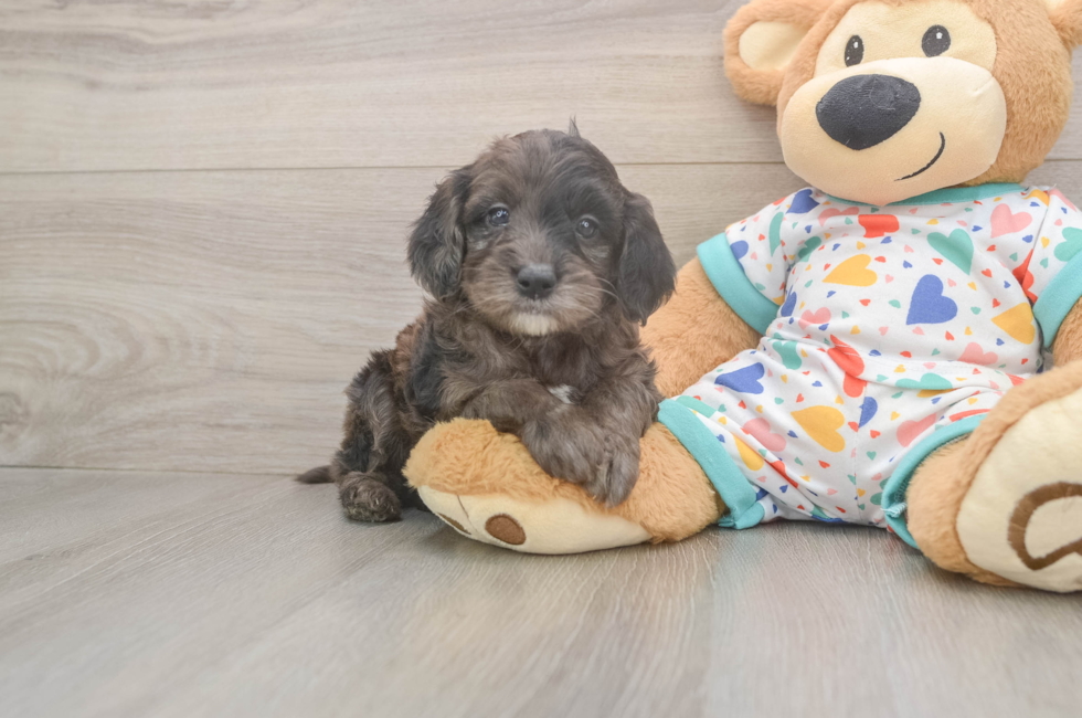 5 week old Mini Goldendoodle Puppy For Sale - Simply Southern Pups