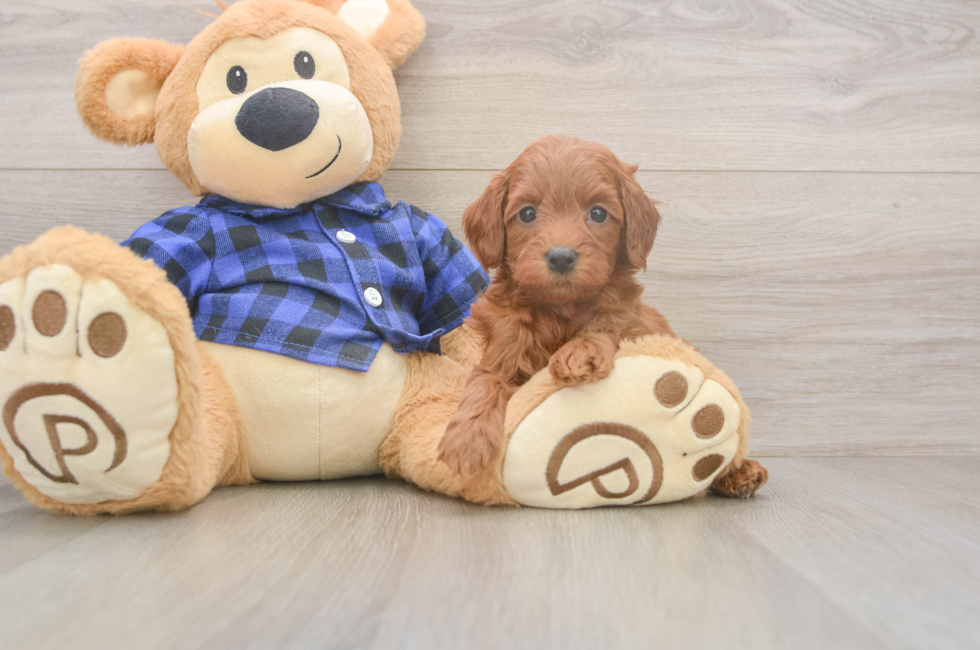 5 week old Mini Goldendoodle Puppy For Sale - Simply Southern Pups