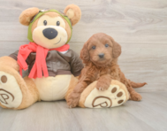 5 week old Mini Goldendoodle Puppy For Sale - Simply Southern Pups