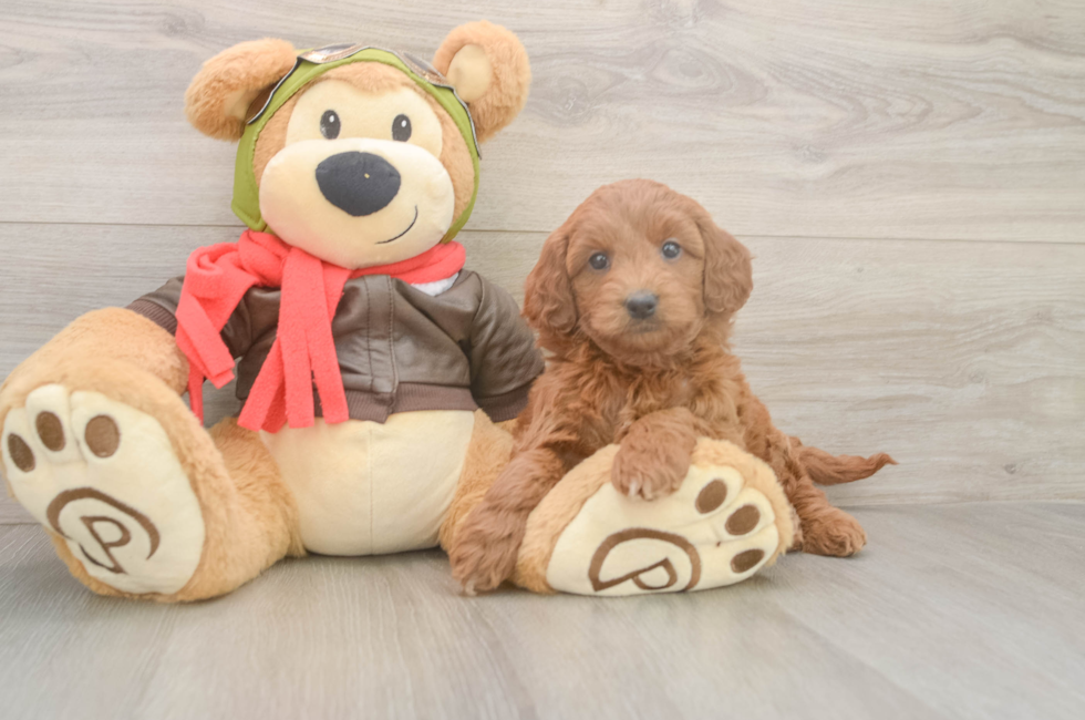 5 week old Mini Goldendoodle Puppy For Sale - Simply Southern Pups