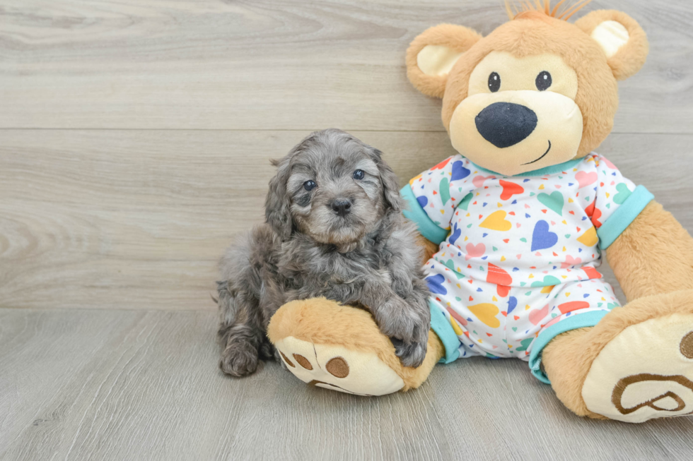 Adorable Golden Retriever Poodle Mix Poodle Mix Puppy