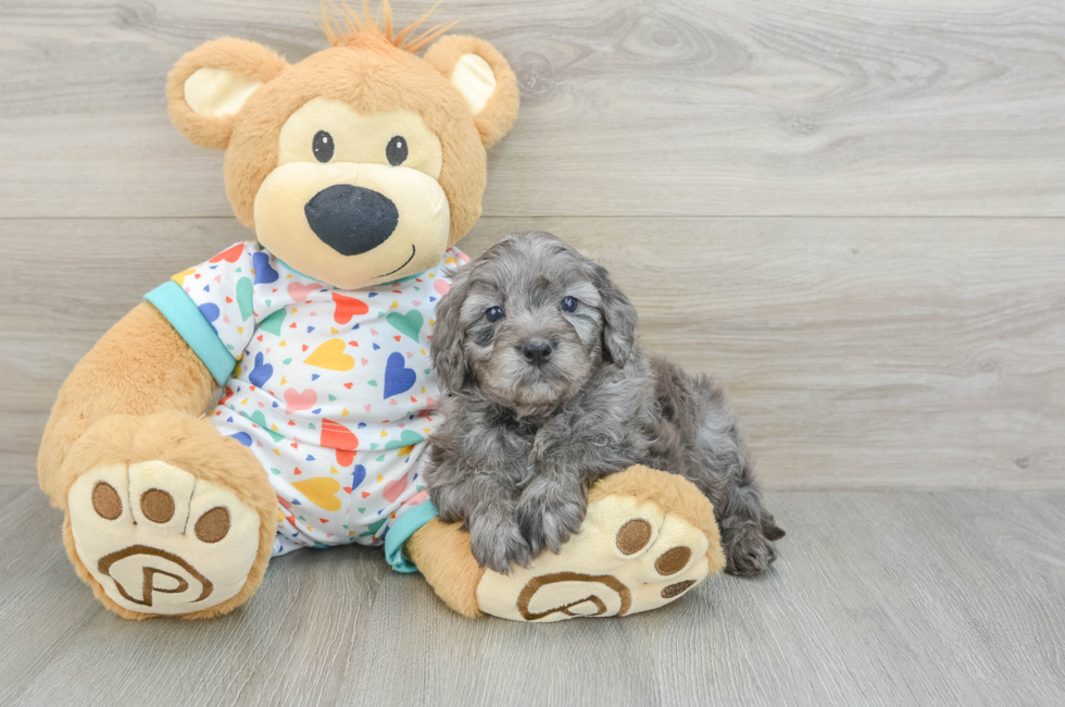 6 week old Mini Goldendoodle Puppy For Sale - Simply Southern Pups