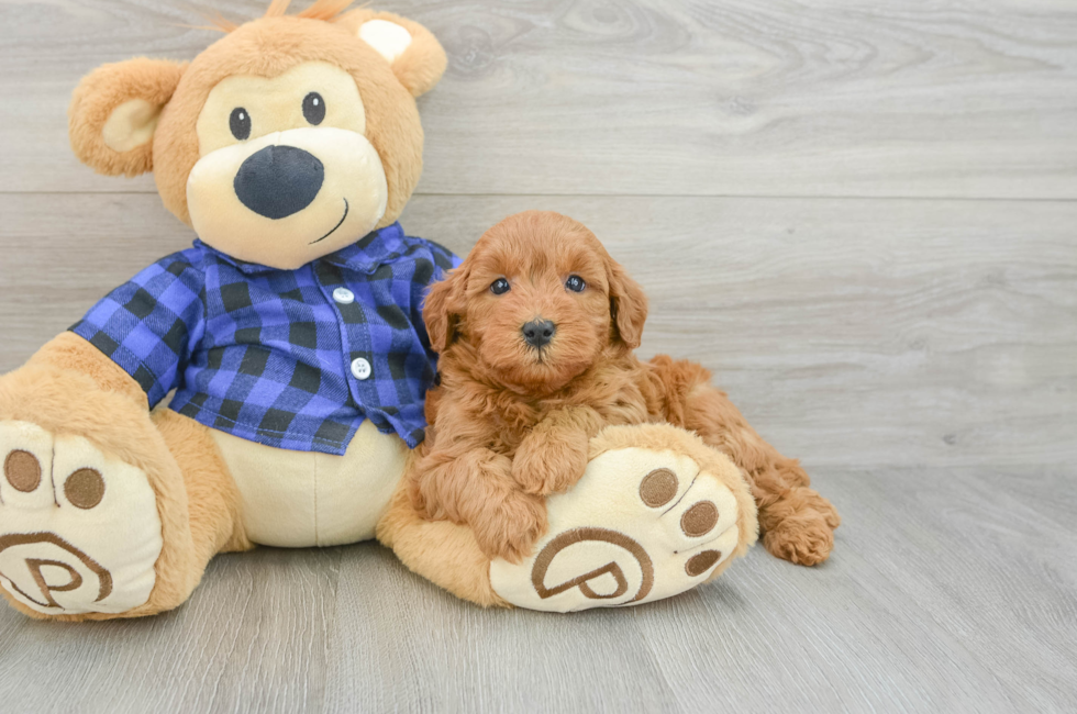 6 week old Mini Goldendoodle Puppy For Sale - Simply Southern Pups