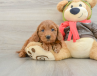 7 week old Mini Goldendoodle Puppy For Sale - Simply Southern Pups