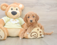 7 week old Mini Goldendoodle Puppy For Sale - Simply Southern Pups