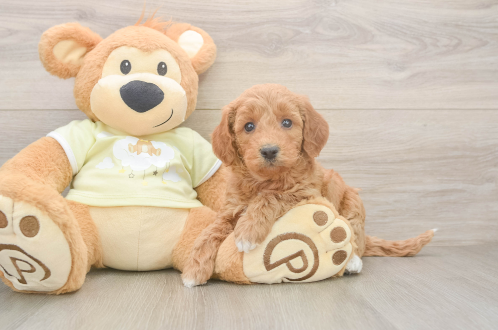 7 week old Mini Goldendoodle Puppy For Sale - Simply Southern Pups