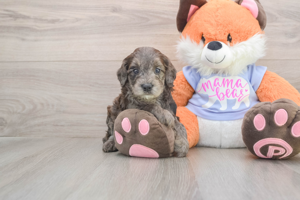 Mini Goldendoodle Pup Being Cute