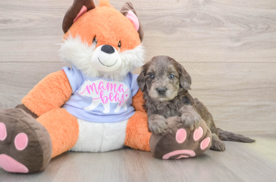Mini Goldendoodle Puppy for Adoption
