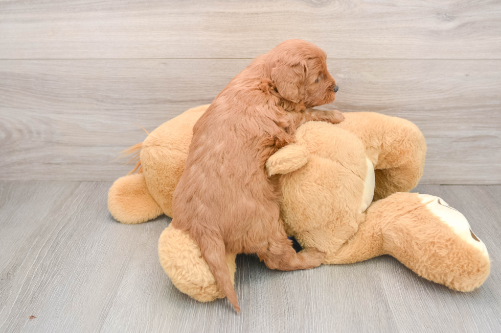 Mini Goldendoodle Pup Being Cute