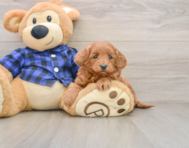 6 week old Mini Goldendoodle Puppy For Sale - Simply Southern Pups