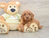 6 week old Mini Goldendoodle Puppy For Sale - Simply Southern Pups