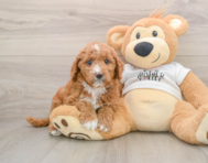 6 week old Mini Goldendoodle Puppy For Sale - Simply Southern Pups