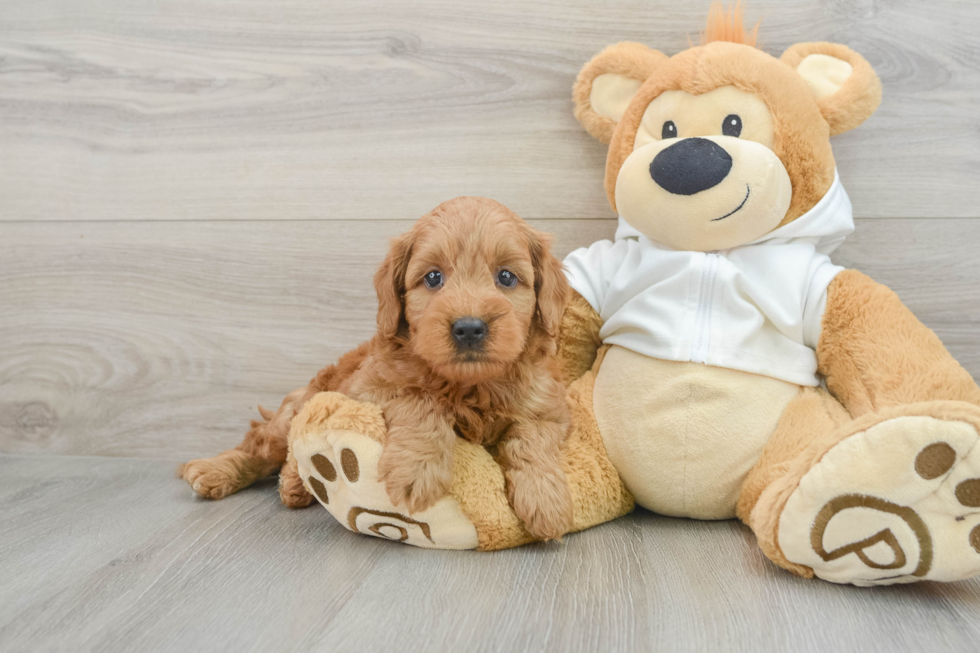 Mini Goldendoodle Puppy for Adoption