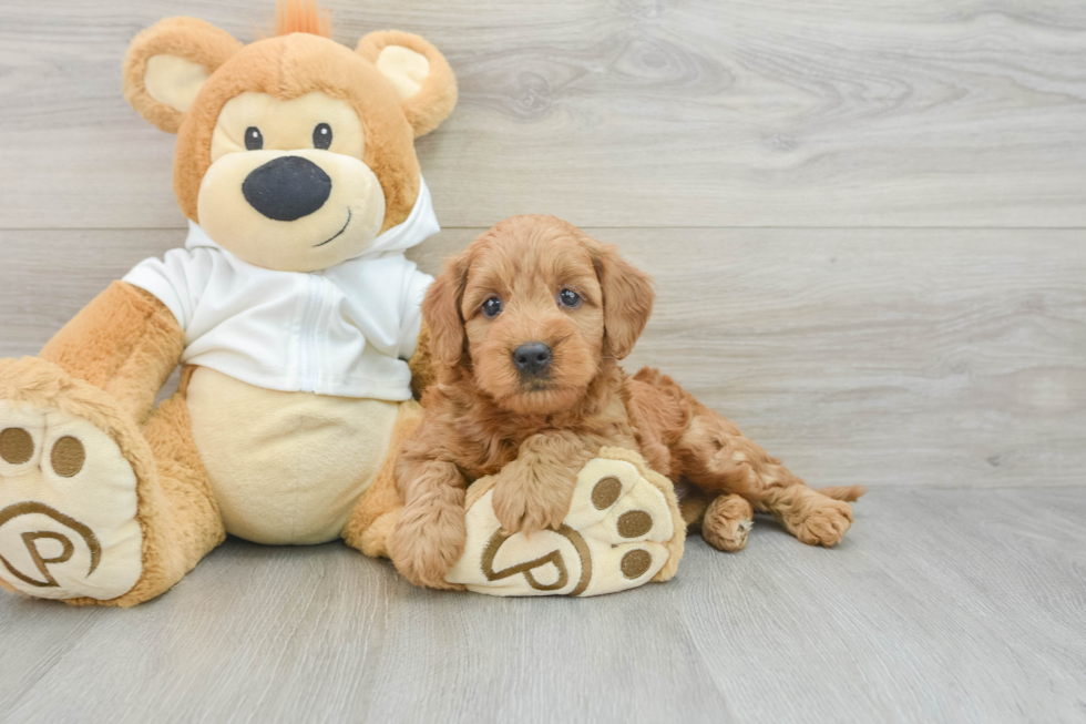 Mini Goldendoodle Pup Being Cute