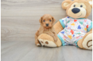 Sweet Mini Goldendoodle Baby