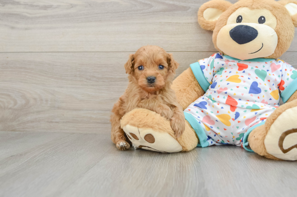 Sweet Mini Goldendoodle Baby