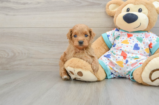 Sweet Mini Goldendoodle Baby