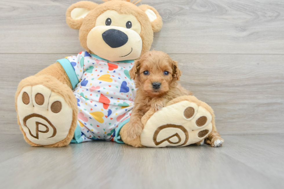 Mini Goldendoodle Pup Being Cute