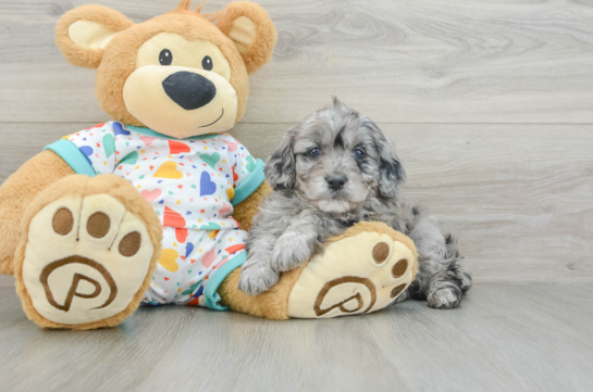 Fluffy Mini Goldendoodle Poodle Mix Pup