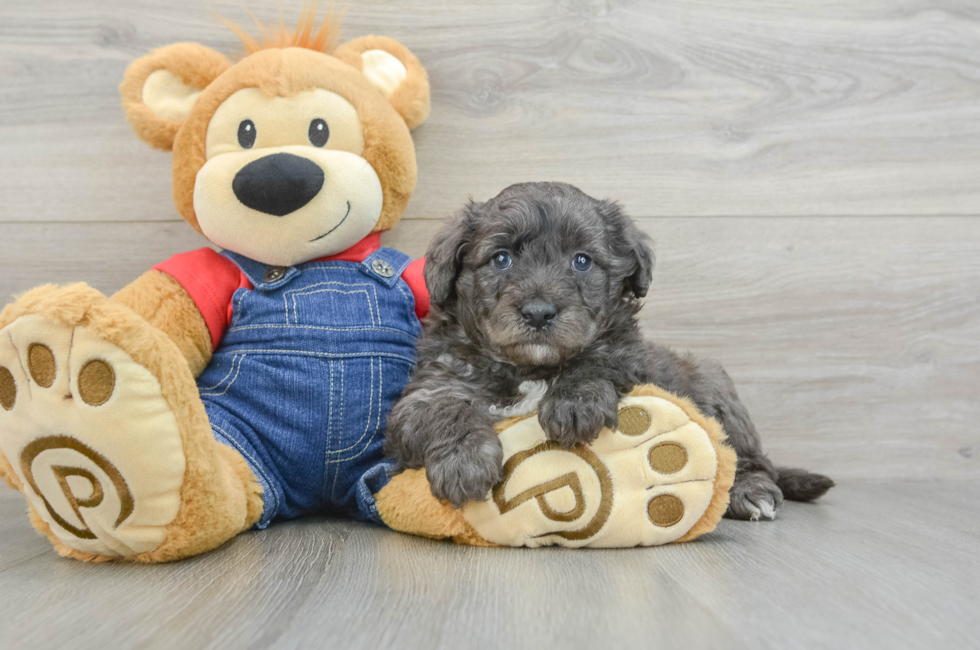 6 week old Mini Goldendoodle Puppy For Sale - Simply Southern Pups