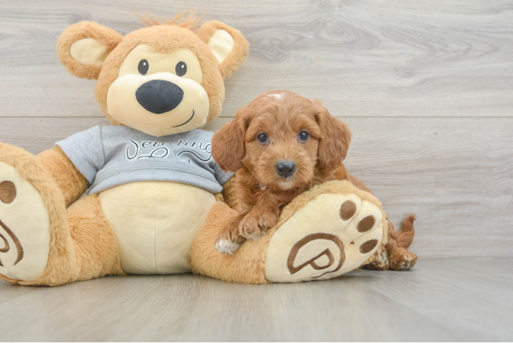 Mini Goldendoodle Puppy for Adoption