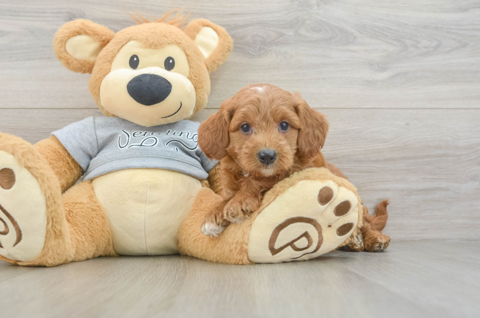 5 week old Mini Goldendoodle Puppy For Sale - Simply Southern Pups