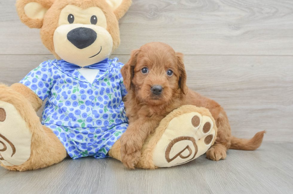 5 week old Mini Goldendoodle Puppy For Sale - Simply Southern Pups
