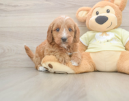 7 week old Mini Goldendoodle Puppy For Sale - Simply Southern Pups